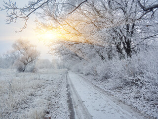 Obraz premium Winter, forest, snow. Snow-covered pine forest, trees in the snow, a beautiful winter landscape.