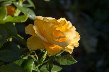 Beautiful rose bush growing in the garden.