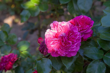 Beautiful rose bush growing in the garden.