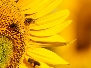 Honey bee collecting pollen at yellow flower. close up