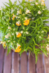 Fototapeta premium Indoor plant with yellow flowers stands on a wooden table