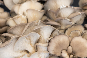 Oyster mushrooms close-up