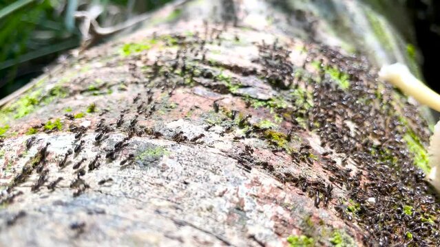 Termites Macrotermes Carbonarius army lines walking on a trunk in Taman Negara rainforest, Malaysia