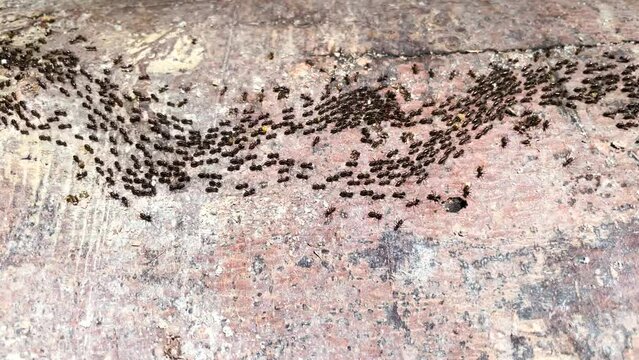 Macrotermes Carbonarius is a large black open foraging termite found throughout Southeast Asia