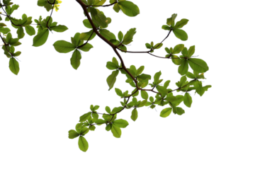 green leaf and branch isolated on white background.Is a fresh green branch natural looking in summer.Can be used in graphics to create the image.