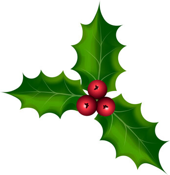 holly leaves and berries illustration