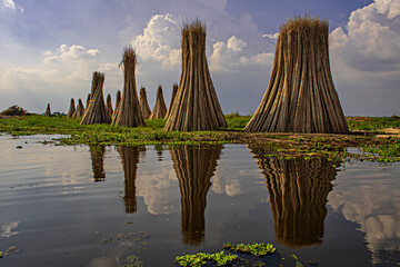 Naklejka premium Swamp in the dusk with the reflection of cloud, sky, and Pankati 1