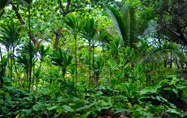 Dense tropical farm full of exotic plants and generic vegetation in Papua New Guinea.