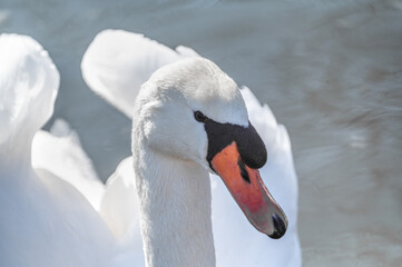Portrait od elegant swan close up. Beautiful white swan on background of water. White swan with orange beak