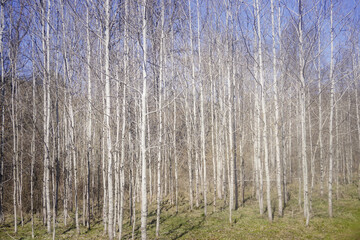 birch forest in spring