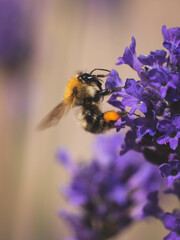 Honey Bee feeding on Lavender