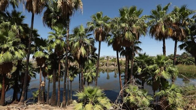 Palm trees frame the Colorado River as it flows through the border of California and Arizona, USA.