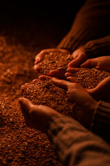 Concept of deficit and farmers holding wheat grains in dark room.