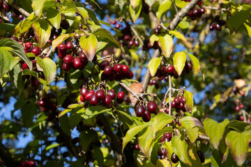 Close up of red and ripe cornelian cherry, also called Cornus mas
