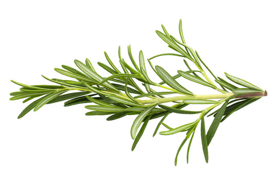 Rosemary leaf herbal is spices isolated on an alpha background