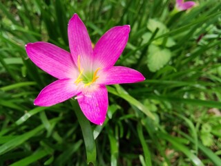 pink flower in the garden
