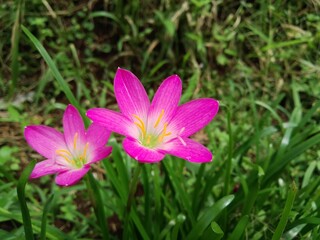 Fototapeta premium Zephyranthes Minuta Flower 