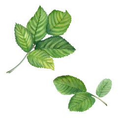 Dog Rose, Brier leaves set. Watercolo illustration isolated on white