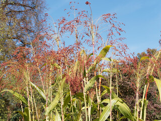 Panicum miliaceum | Rispenhirse or Besenhirse, Echte Hirse und auch Proso millet unter einem...