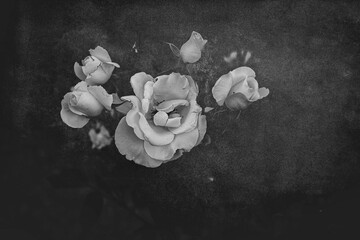 beautiful white delicate rose on a dark background closeup