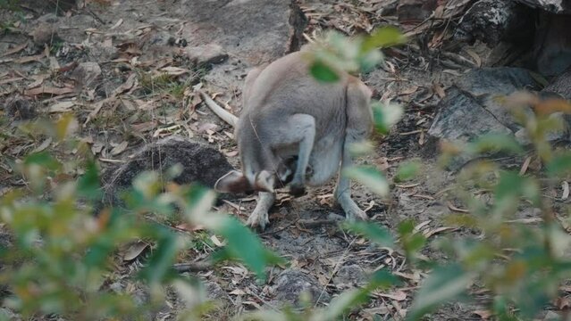 A Kangaroo mother is looking for her joey in the pouch.