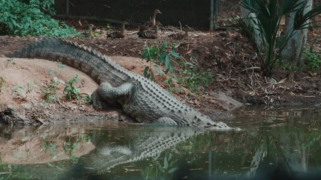 A Crocodile goes for a swim.