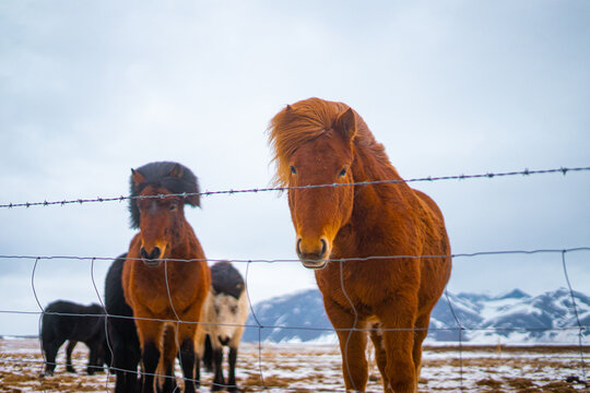 Icelandic Horses , Breed of horses from Iceland like Pony horese during winter cloudy day on West Coast of Iceland : 15 March 2020.