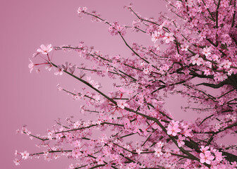 Obraz na płótnie Canvas 3D Sakura branches in pink