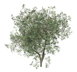 3D Small olive tree isolated