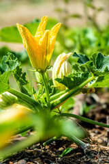 Fleur de courgette de provence
