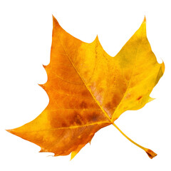 Autumn Leaf