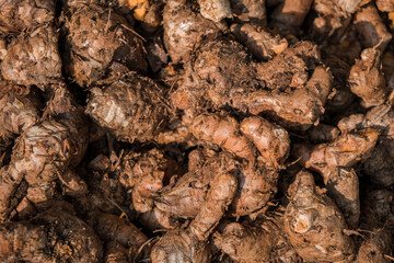 Details of a pile of turmeric that has been harvested before being processed. Turmeric is a spice plant and medicinal plant that is taken from the roots