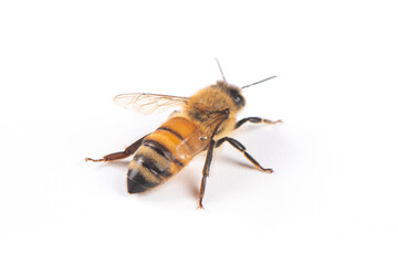 Closeup of bee with detail isolated on white background 