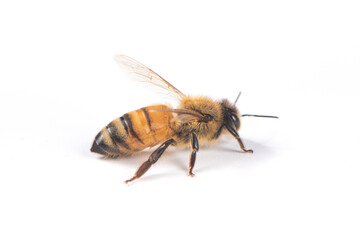 Closeup of bee with detail isolated on white background 