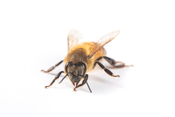 Closeup of bee with detail isolated on white background 