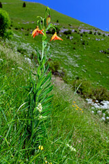 Turk's cap lily, Martagon lily // Türkenbund (Lilium martagon) - Stol, Slovenia