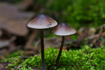 two filigree small mushrooms on moss with light spot in forest. Forest floor