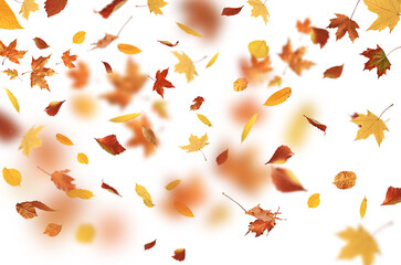 autumn leaves are falling flying white background isolated
