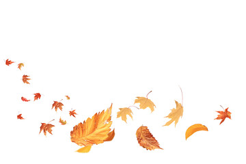 autumn leaves are falling flying white background isolated