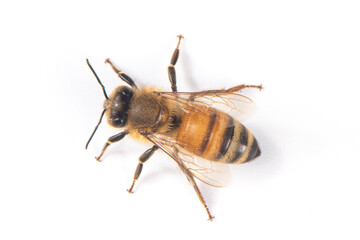 Closeup of bee with detail isolated on white background 
