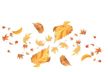 autumn leaves are falling flying white background isolated