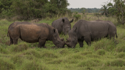 White rhinoceros (Ceratotherium simum) with calf in natural habitat, South Africa