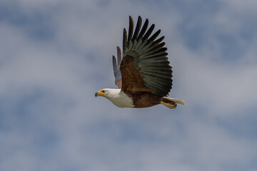 African Fish-eagle, Haliaeetus vocifer, brown bird with white head fly. Eagle flight above the lake water. Wildlife scene from African nature, Okavango delta, Botswana, Africa