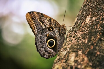 Owl butterfly on a tree trunk, macro shot