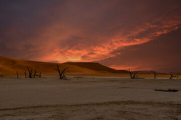 Fototapeta na wymiar Dead Camelthorn Trees against red dunes and blue sky in Deadvlei, Sossusvlei. Namibia, Africa