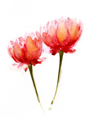 pink carnation flower - 537179577