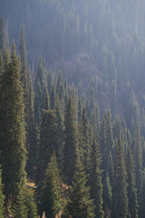 Vertical landscape with green spruce trunks on mountain slope.