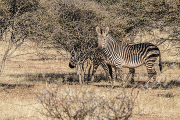 Obraz premium african plains zebra on the dry brown savannah grasslands browsing and grazing. focus is on the zebra with the background blurred, the animal is vigilant while it feeds