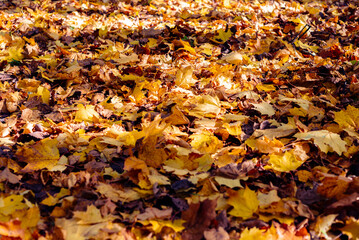 Golden, yellow leaves lie on the path in the autumn park
