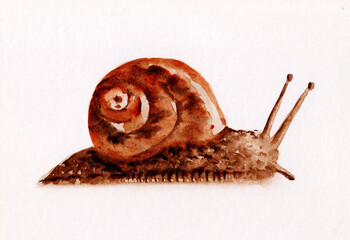 snail watercolor painting